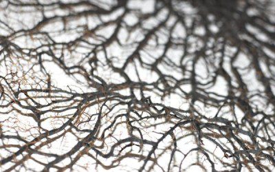 Plants to avoid near septic tanks: preventing invasive roots